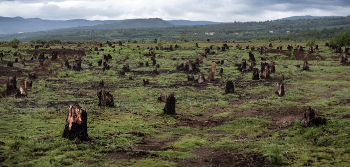 Schroders: ‘Ontbossingsbelofte onder de loep van een belegger: vier jaar later’