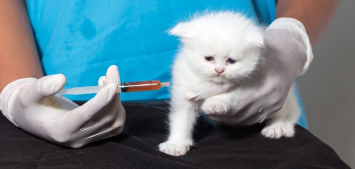 Oleksandr Pidlubnyy (AllianzGI): ‘Goede vooruitzichten bij beleggen in huisdierenbranche’